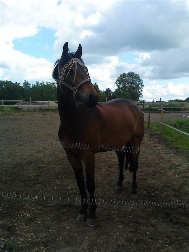 Pinto Squaws Last Mohican billede 15