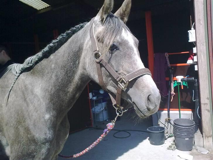 Arabisk fuldblod (OX) Cassie ox billede 11