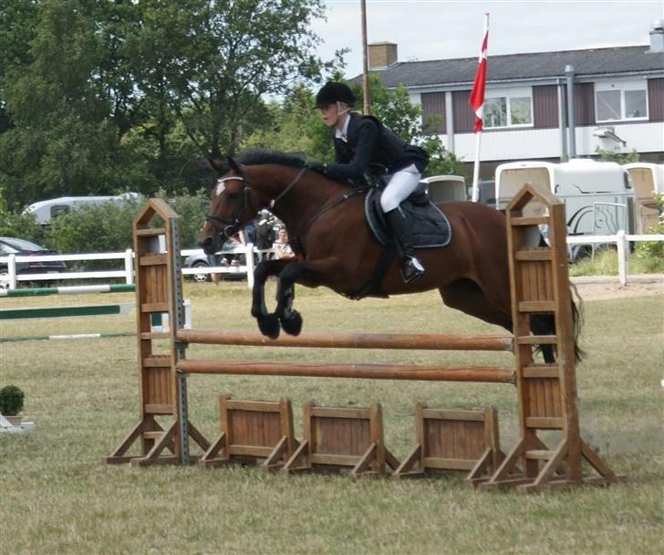 Belgisk varmblod Ushuaia - LA Skive. Foto: Nadiiih billede 8