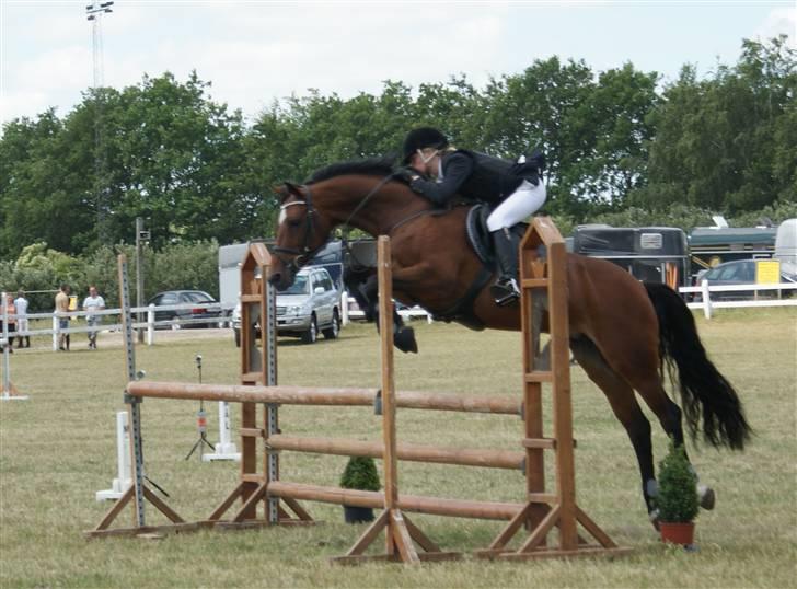 Belgisk varmblod Ushuaia - LA Skive. Foto: Nadiiih billede 9