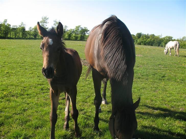 Anden særlig race Bandit - Heej!!! billede 1