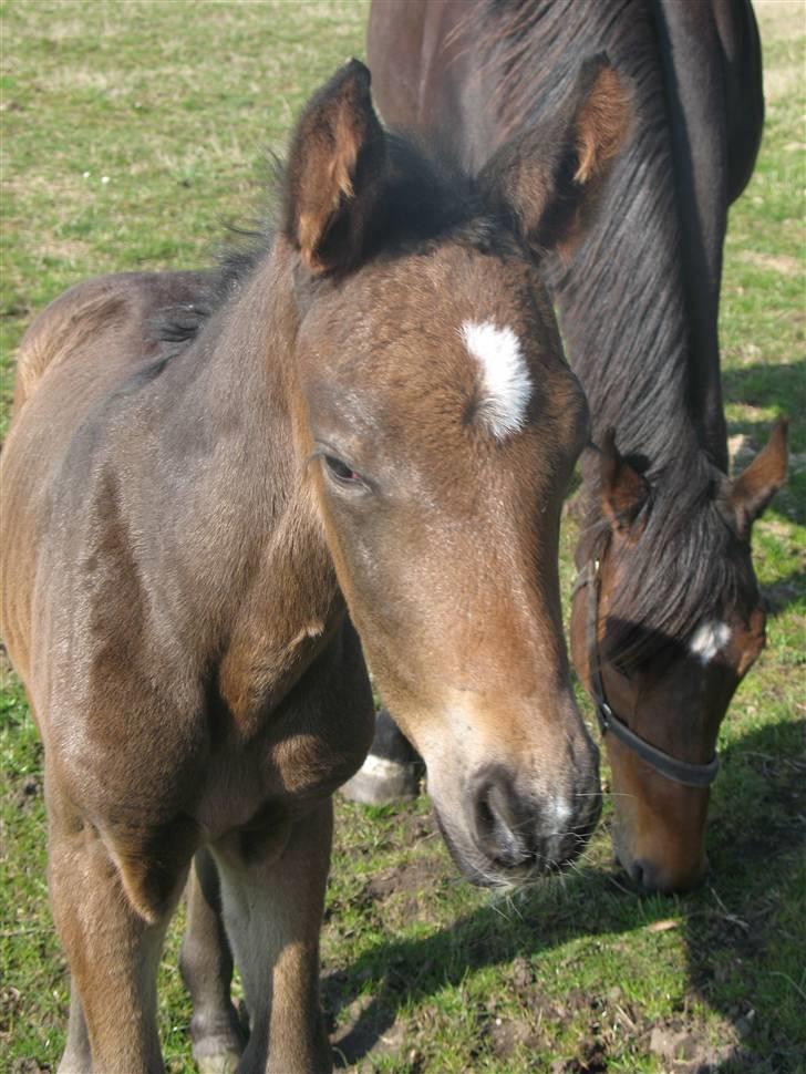 Anden særlig race Bandit - Gaab..... billede 2
