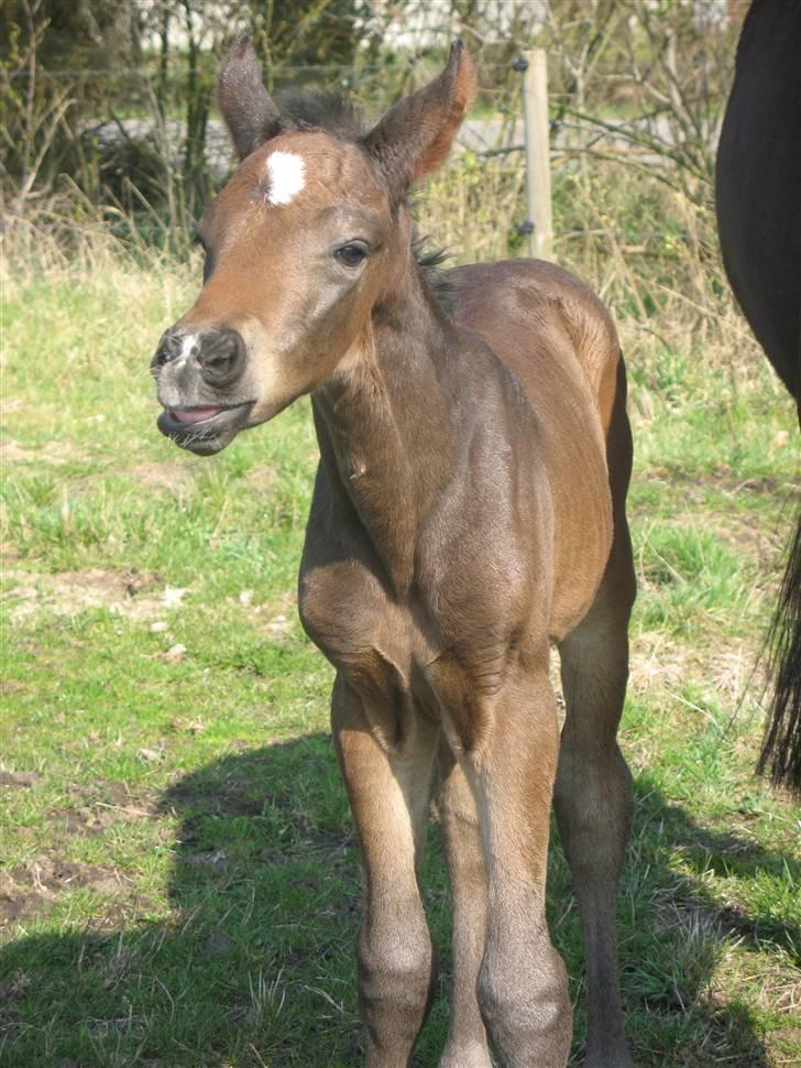 Anden særlig race Bandit - ......... billede 3