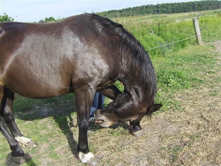 Anden særlig race Fleur  billede 15