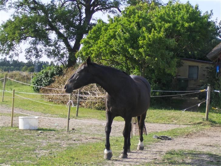 Anden særlig race Fleur  billede 17