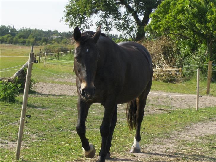 Anden særlig race Fleur  billede 18