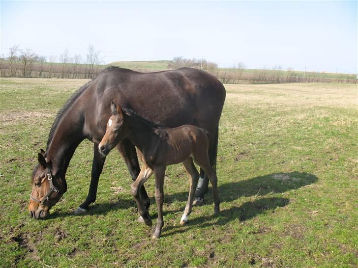 Anden særlig race Bandit - Det er min mor Tøsen:) billede 4