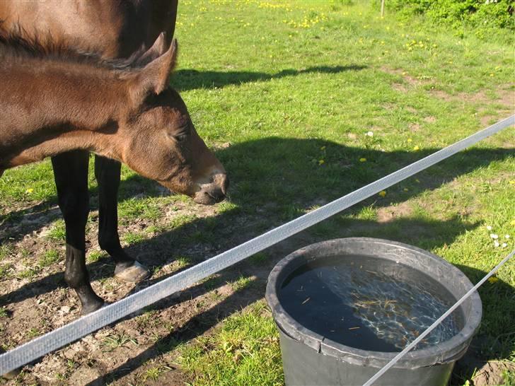 Anden særlig race Bandit - Hva´ det for noget??? billede 5