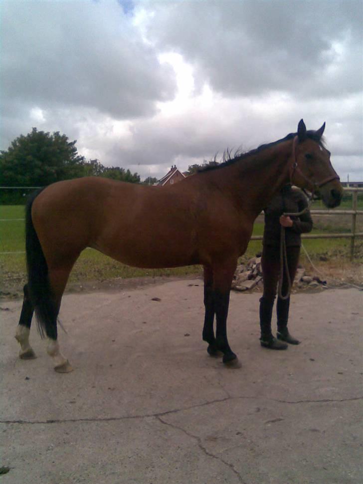 Dansk Varmblod Her Royal Highness    billede 15