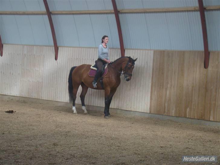 Dansk Varmblod Her Royal Highness    billede 16