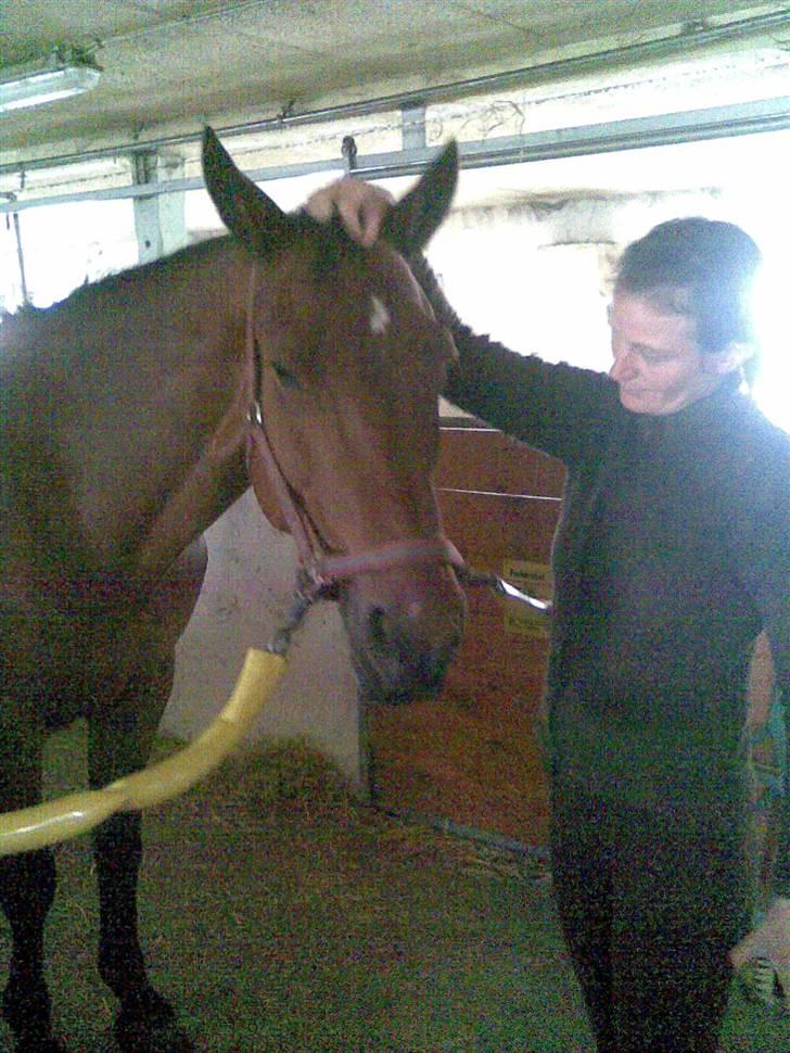 Dansk Varmblod Her Royal Highness    billede 17