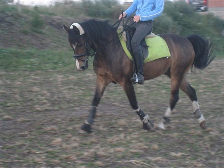 Welsh Pony af Cob-type (sec C) Basse  - dressur, den 24-7-2010<3 billede 4