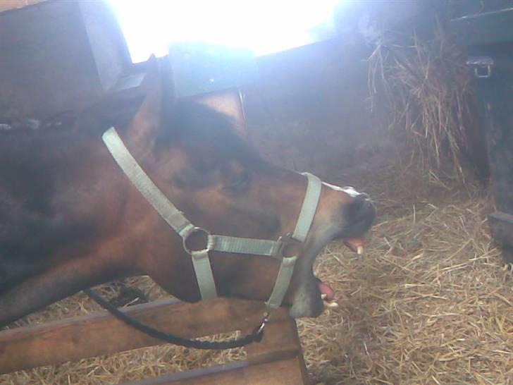 Welsh Pony af Cob-type (sec C) Basse  - gaaab bar så trær<33smaksak¨ billede 5