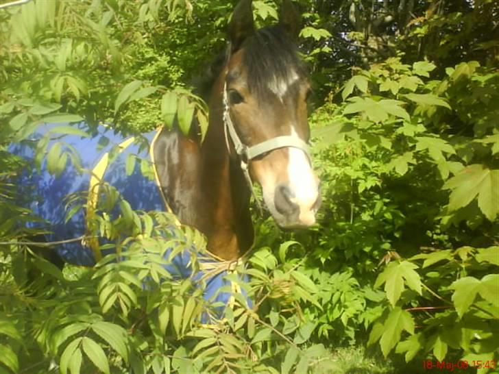 Welsh Pony af Cob-type (sec C) Basse  - total y-billede så vildt lækker billede 2