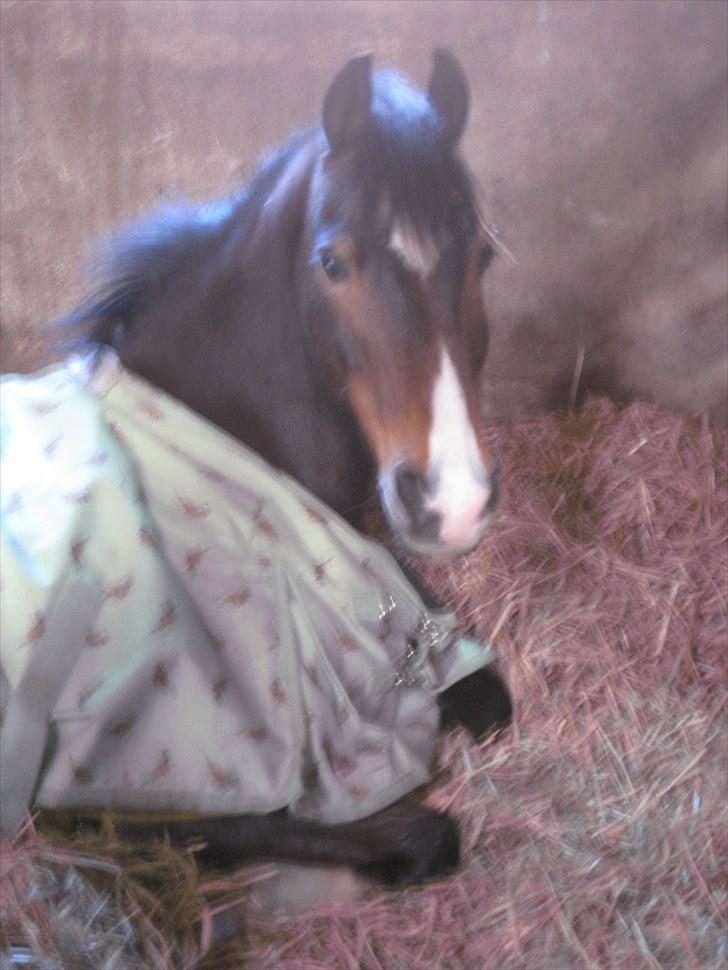 Welsh Pony af Cob-type (sec C) Basse  - ligger og sover før han ska øve dressur:D<33 billede 3