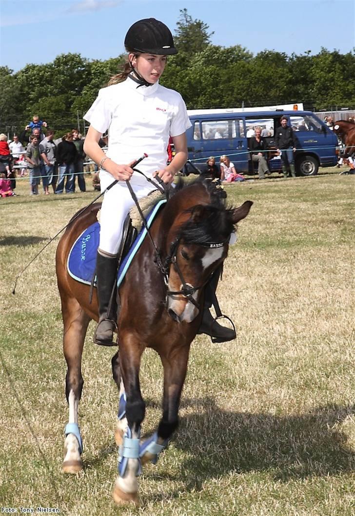 Welsh Pony af Cob-type (sec C) Basse  - lemvig dyrskue:D2009<33 billede 6