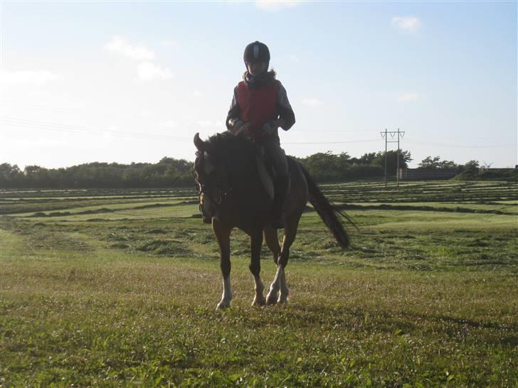 Welsh Pony af Cob-type (sec C) Basse  - dressur træning 14 juni 2009<33 billede 7