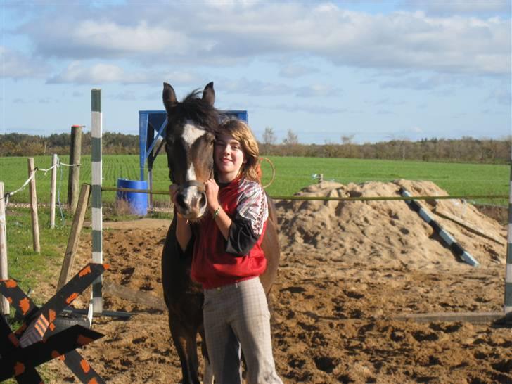 Welsh Pony af Cob-type (sec C) Basse  - han sprang 110 i løs-spring<3 billede 9