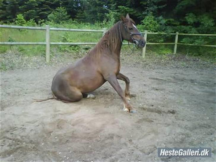 Anden særlig race Kiara billede 11