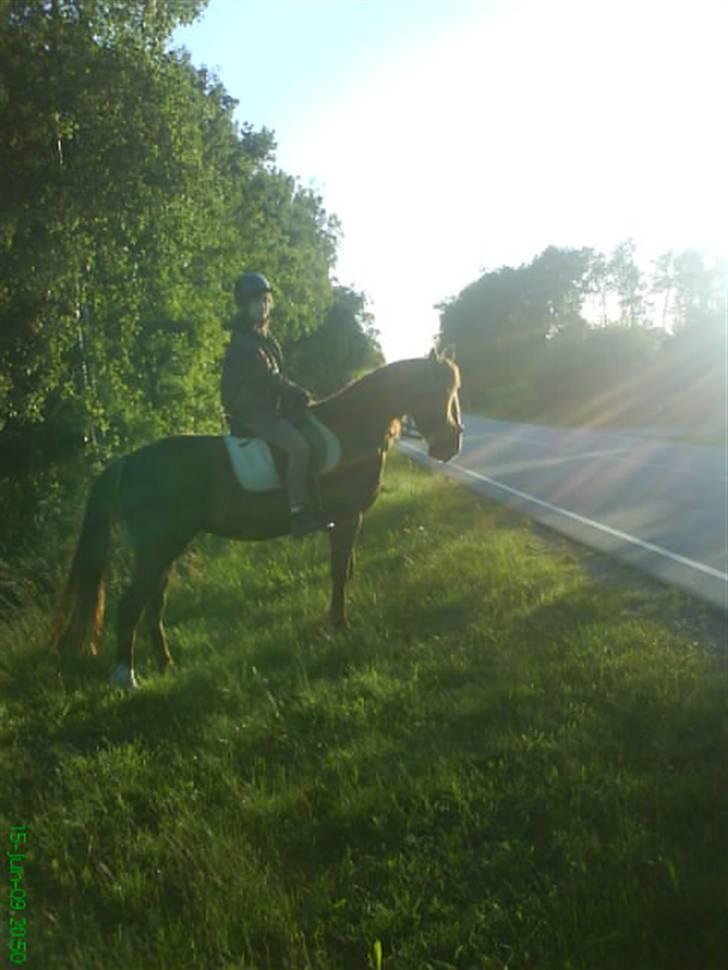 Anden særlig race Kiara billede 12