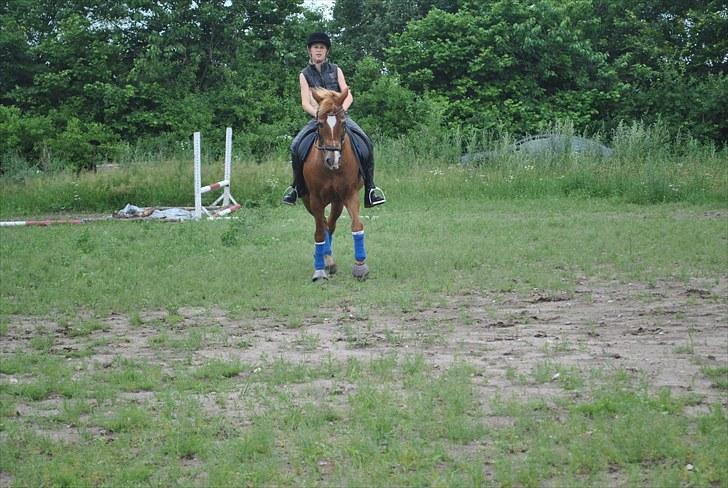 Anden særlig race Donna <3  - donna og migh ride billeder taget af amalie dollrup :D <34  billede 8