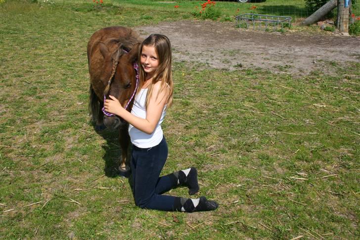 Shetlænder speedy  - nr. 11´ du er noget helt specielt. billede 11