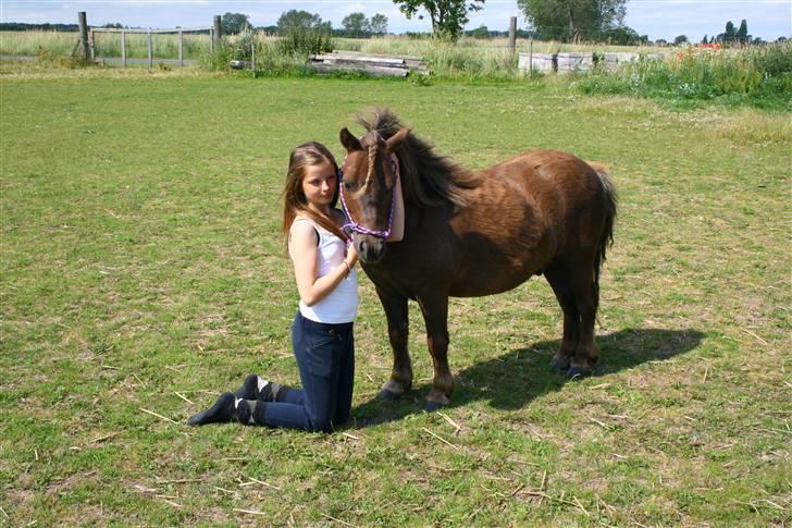 Shetlænder speedy  - nr 12´ (´: billede 12