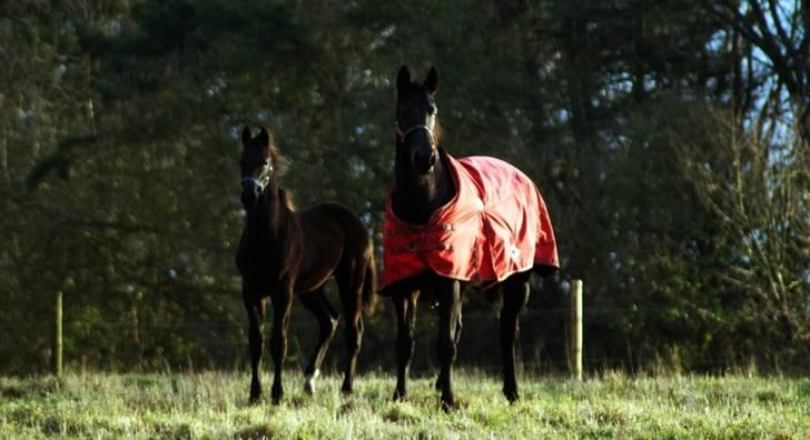 Dansk Varmblod Woopi Ask R.I.P - lige lært at stå på mine små ben, 1 time gamel ;) billede 7