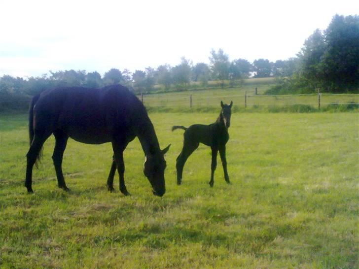Dansk Varmblod Woopi Ask R.I.P - så kom det lille føl, endelig et smukt hingste føl med to hvide sokker, er han ikke dejlig billede 8