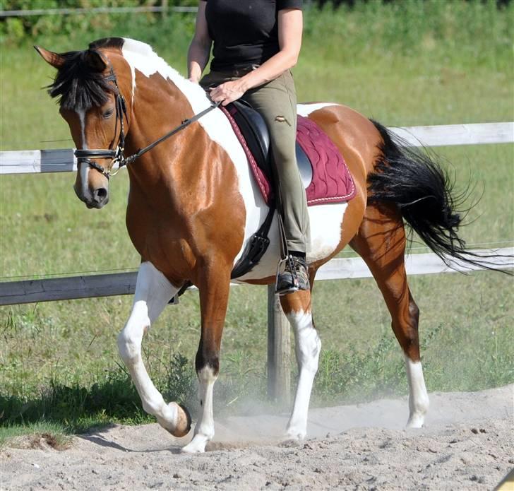 Pinto kastanielys whitney SOLGT billede 9