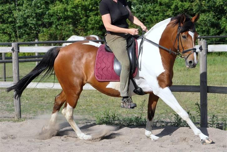 Pinto kastanielys whitney SOLGT billede 12