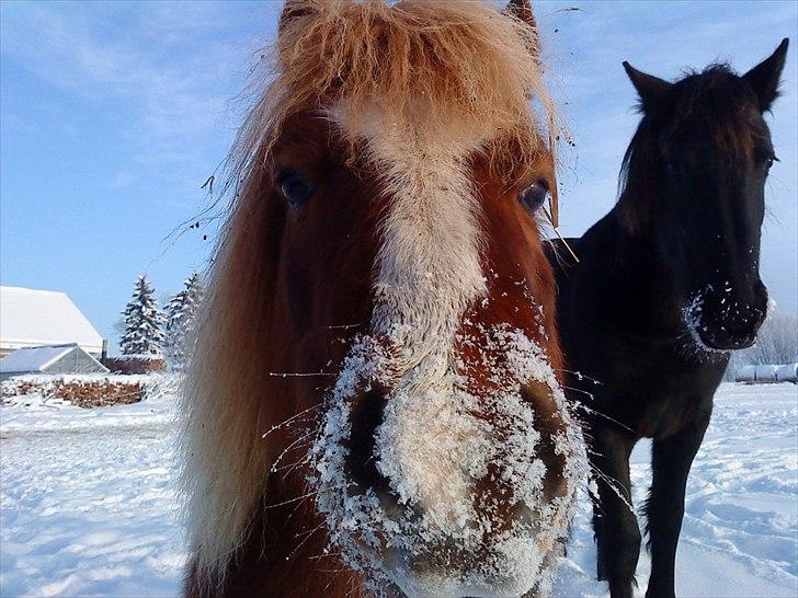Shetlænder Speedy - d. 22/12-2010 billede 6