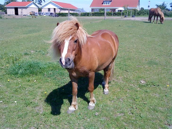 Shetlænder Speedy - d.28/6-09 billede 7