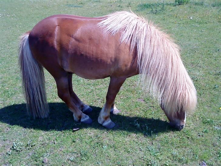 Shetlænder Speedy - tricks:stå med samlede ben d.28/6-09 billede 8