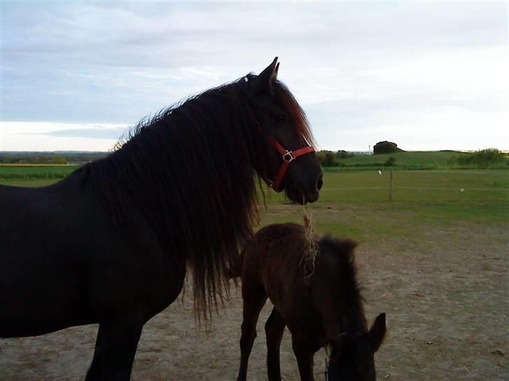 Frieser Goudtsje F - jeg kan se noget billede 9