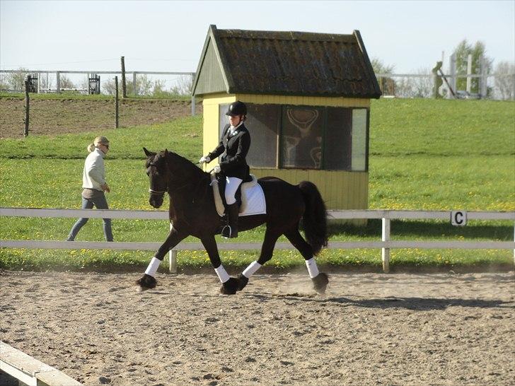 Frieser Goudtsje F - Her er vi ved at opvarme i Holbækrideklub d. 30/4-2011 til vores første stævne. billede 10