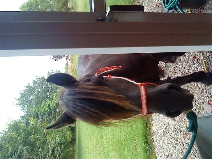 Frieser Goudtsje F - kigger da lige ind ad vinduet:) billede 11