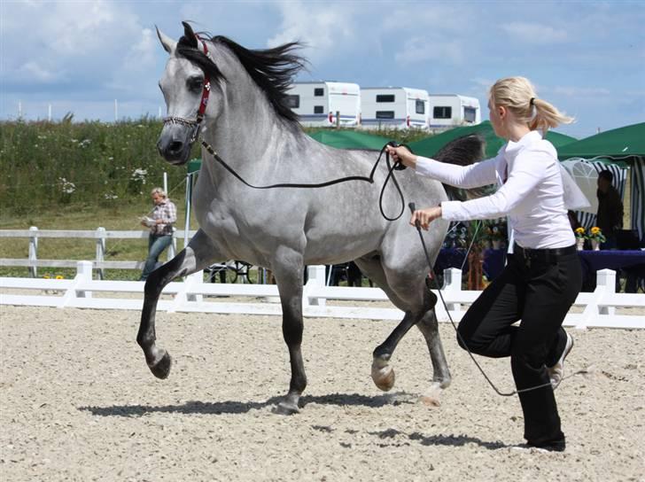 Arabisk fuldblod (OX) Wisdoms Al-Fahl - Wisdoms Al- Fahl nationalt show middelfart 2009 nr.3 38.67 point + Futurity vinder billede 1