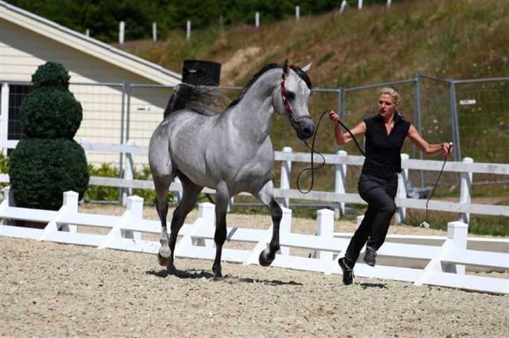 Arabisk fuldblod (OX) Wisdoms Al-Fahl - Wisdoms Al- Fahl nationalt show middelfart 2009 nr.3 38.67 point + Futurity vinder billede 2