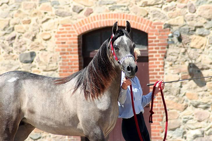 Arabisk fuldblod (OX) Wisdoms Al-Fahl - Wisdoms Al- Fahl nationalt show 2006 guldmedalje nr.3  billede 4