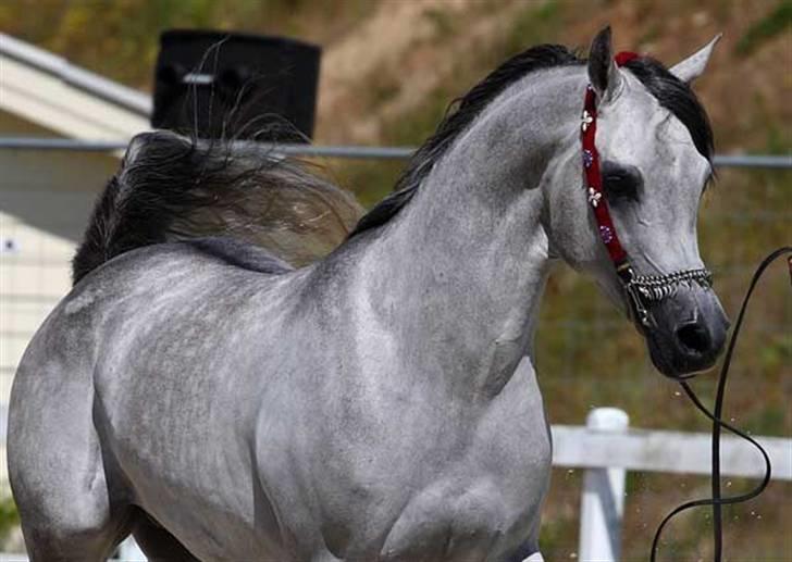 Arabisk fuldblod (OX) Wisdoms Al-Fahl - Wisdoms Al- Fahl nationalt show middelfart 2009 nr.3 38.67 point + Futurity vinder 09 billede 7