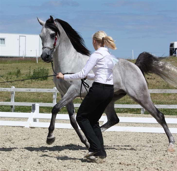 Arabisk fuldblod (OX) Wisdoms Al-Fahl -  Wisdoms Al- Fahl nationalt show middelfart 2009 nr.3 38.67 point + Futurity
Guldmedalje  billede 8