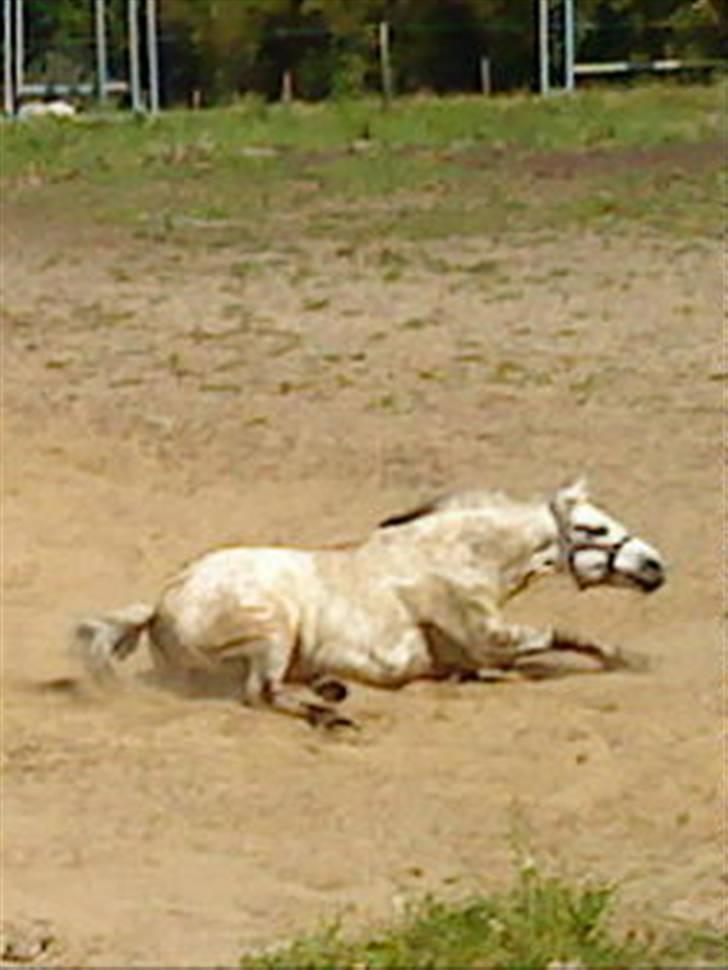 Anden særlig race bill gamel halvpart :'( - nuhhe du er så sød billede 13