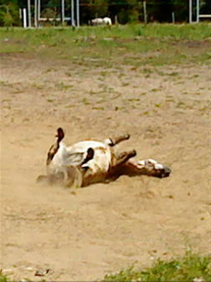 Anden særlig race bill gamel halvpart :'( - hey! billede 14