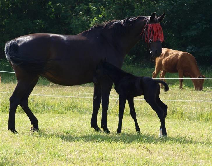 Dansk Varmblod Woopi Ask R.I.P billede 9