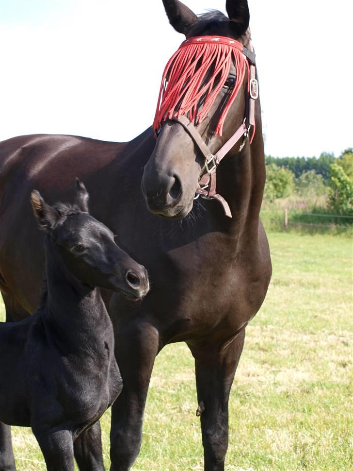 Dansk Varmblod Woopi Ask R.I.P - En meget stolt mor der klarede det hele selv på marken her til morgen! billede 10