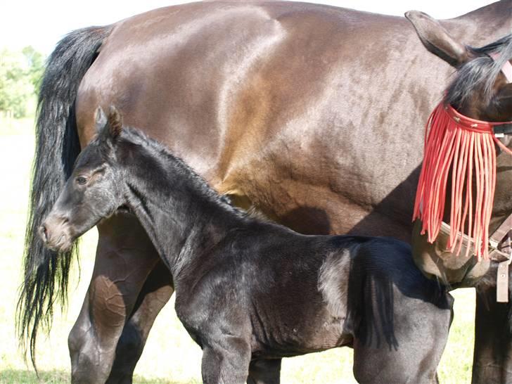 Dansk Varmblod Woopi Ask R.I.P - Se mit fine nye hingste føl Diamond :-) billede 11