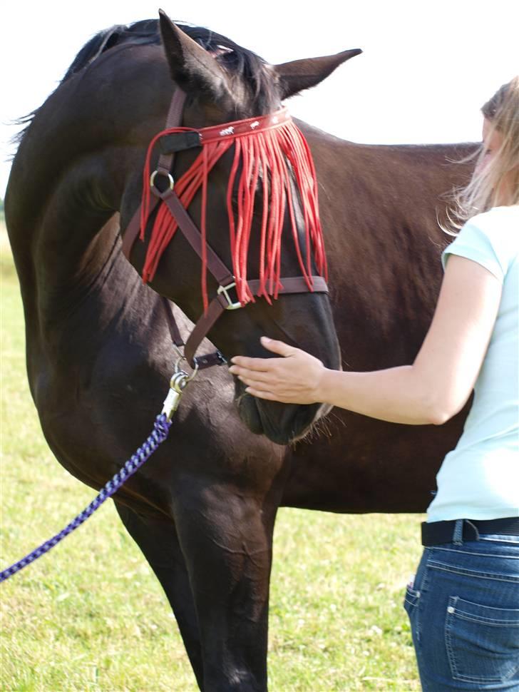Dansk Varmblod Woopi Ask R.I.P - lige lidt guf, tak billede 12