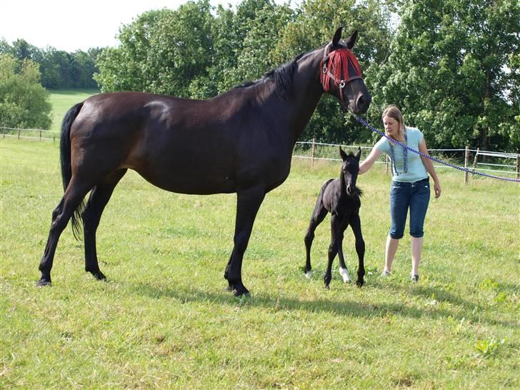 Dansk Varmblod Woopi Ask R.I.P billede 13