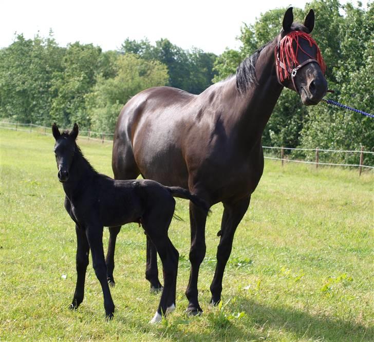 Dansk Varmblod Woopi Ask R.I.P - kommer i snart og henter os        ;) billede 14